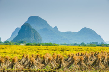 Fototapeta premium Rice fields and mountain scenery in autumn 