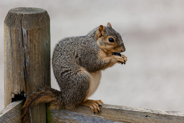 Naklejka na ściany i meble Squirrel Sitting and Eating