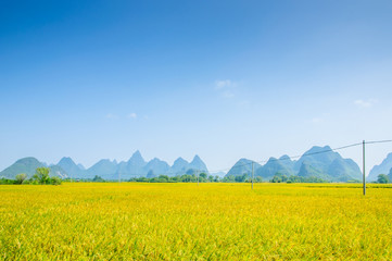 Rice fields and mountain scenery in autumn 