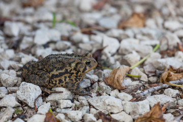 American Toad Sitting in Gravel