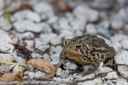 American Toad Sitting in Gravel