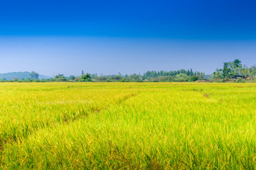 Rice field scenery in autumn 