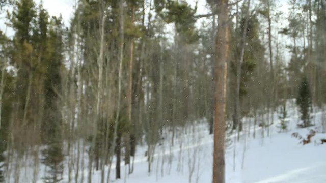 Snowflakes and gusts in cold Aspen winter forest