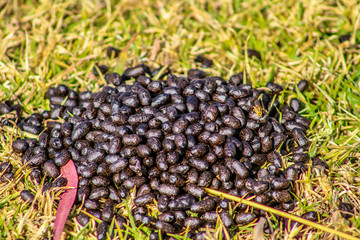 Black colored goat poop in a green background which is a natural