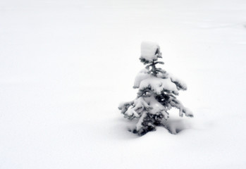 Small spruce on a snowy background.