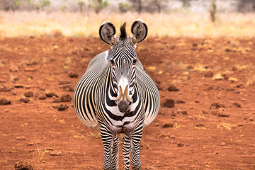 Pregnant grevy's zebra facing forward looking directly at camera.