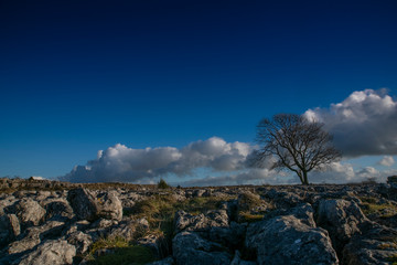 Fototapeta premium tree limestone malham