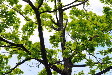 Fototapeta premium fresh green tree leaves and branches bottom view, springtime scenery