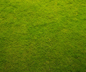 Green grass top view