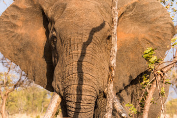 Obraz premium African elephant close-up portrait looking directly at camera with ears extended in the golden morning light.