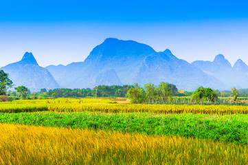 Rice field and mountain scenery in autumn