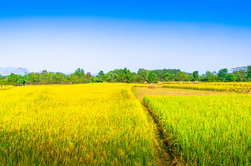 Rice field scenery in autumn