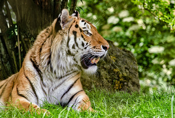 A profile view of a male tiger