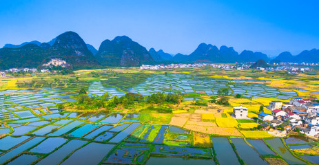 Rice field scenery in autumn