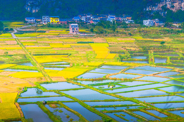 Rice field scenery in autumn