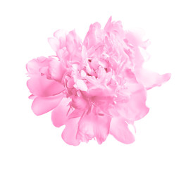 Beautiful blooming peony flower on white background