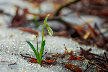 Galanthus, snowdrop three flowers against the background of trees.