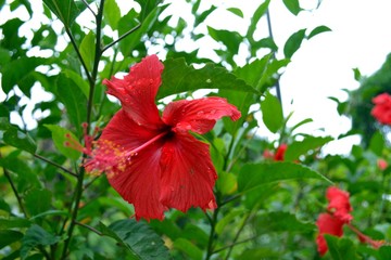 Flor vermelha