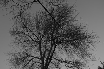Fototapeta na wymiar tree silhouetted against the evening sky in black and white