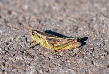 Sauterelle sur l'asphalte gros plan de côté
