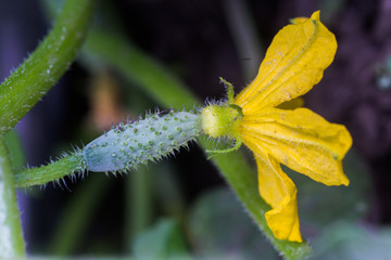 Cucumber ovary and yellow flower. Cucumber Cucumis sativus in the vegetable garden with ovary onstalk with leaves. Cucumber in garden is tied up on trellis. Close-up.