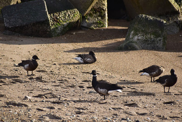 砂浜で休むコクガンの群れ