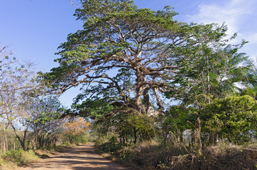 Landscape in western Panama (Pacific slope) showing a dirt road leading to a beach and typical large trees and foliage. 