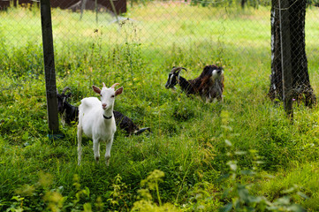 Multi-colored goats graze on the summer lawn