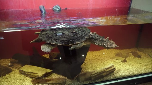 Mata mata Turtle, Chelus fimbriata swims in the aquarium.