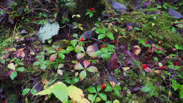 Red and tastless berries of vatnik. Sikhote-Alin Nature Reserve forest, Russia