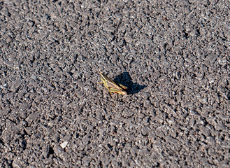 Sauterelle sur l'asphalte vue de haut