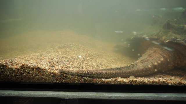 The tail and paw of a large snapping turtle.