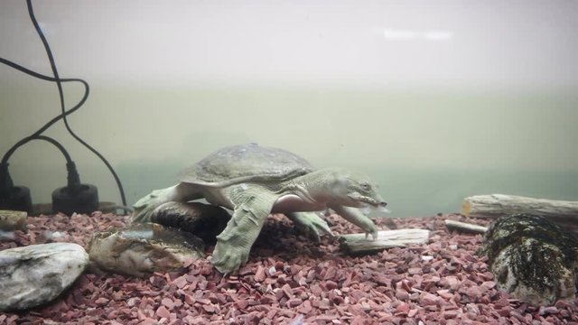 Chinese softshell turtle trionyx. Feeding time.