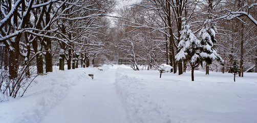 Snowy path in the winter park, surrounded by trees