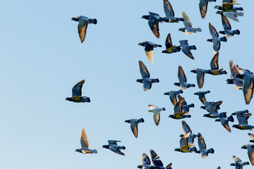 flock speed racing pigeon flying against clear blue sky