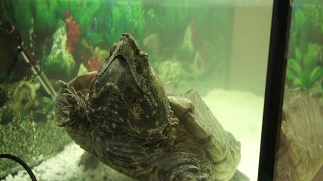 Alligator snapping turtle swims in the aquarium.