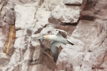 gannet bird bass rock farne island north sea