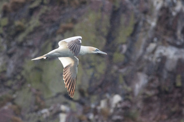 gannet bird bass rock farne island north sea