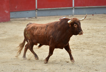 toro bravo en españa