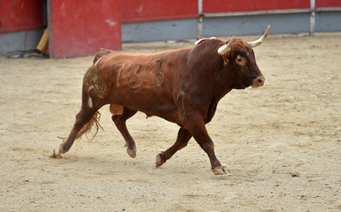 toro español
