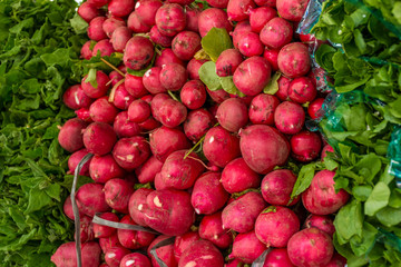 radish