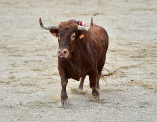 toro bravo en españa