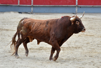 toro en españa