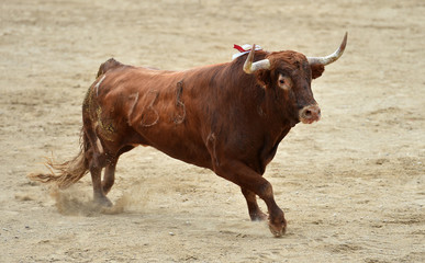 toro en españa