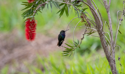 Small hummingbird
