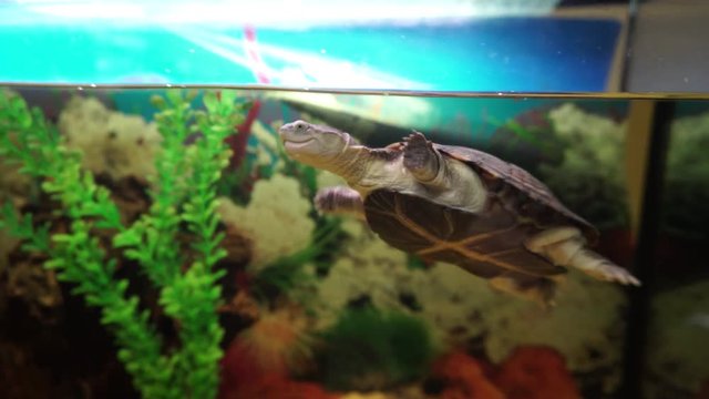 Cute little side-necked turtle swims in aquarium.