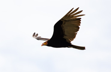 Flying vulture