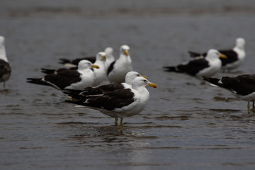 Group of seagulls