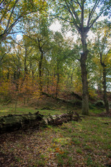 wood bench in the forest