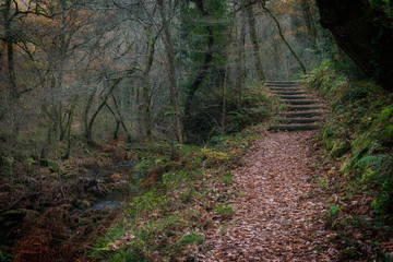 path in the forest